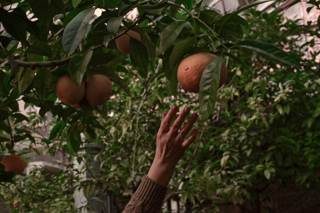 Hand reaching upwards to pick a grapefruit from a grapefruit tree